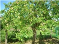sljivice